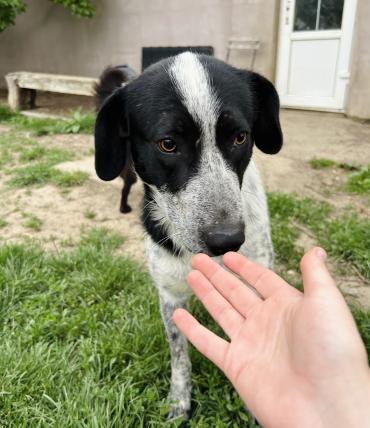 Pongo