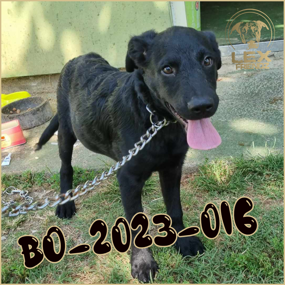 BO-2023-016