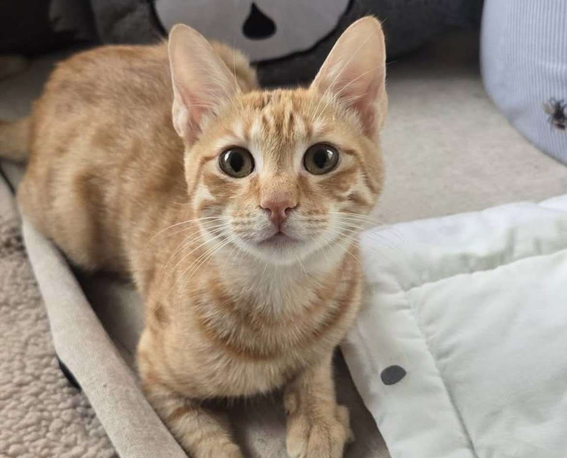 Junior