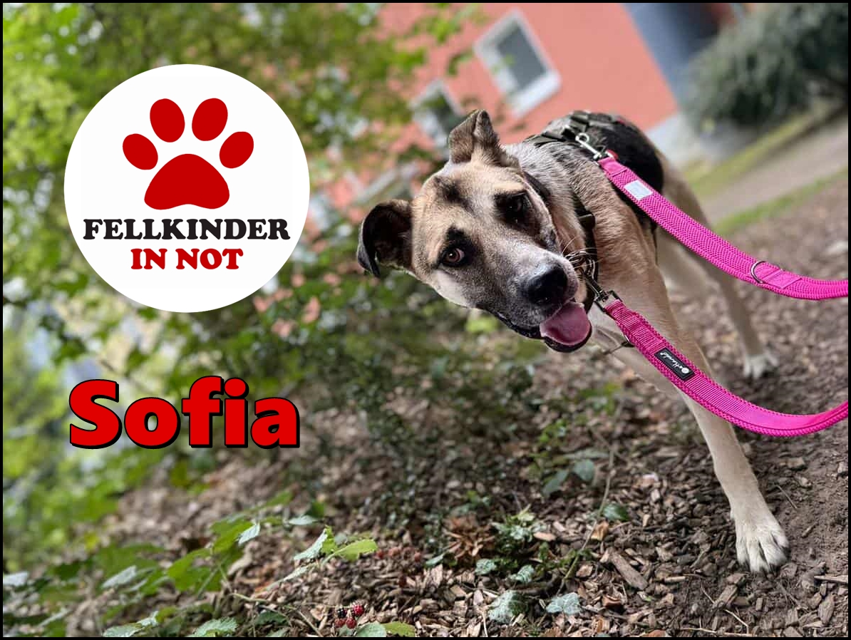 Sofia