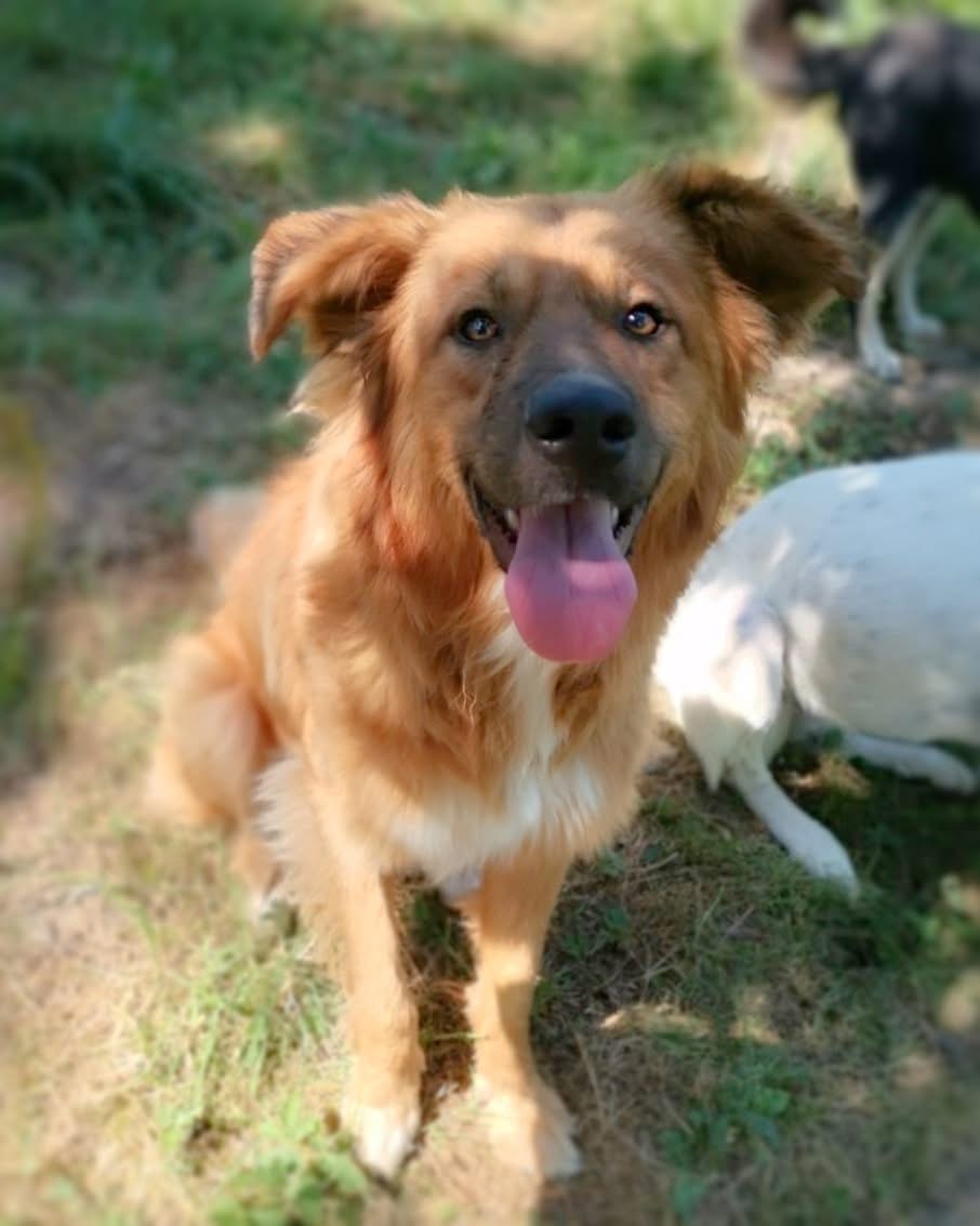 Ceki