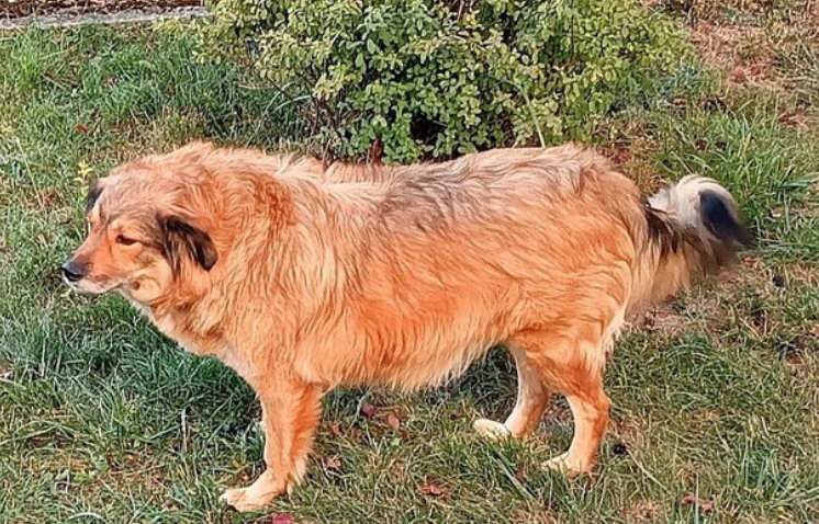 Ben (in D-59519 Moehnesee)