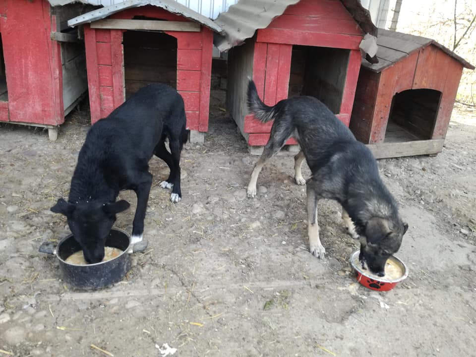 Helping Hands for Romanian Strays e.V.