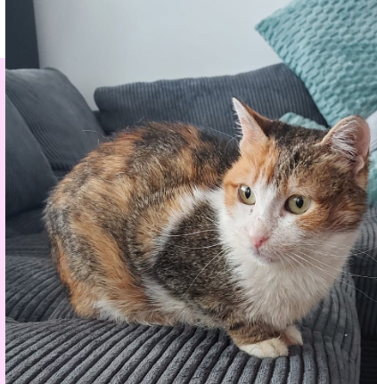 Pixie 🐾🐈