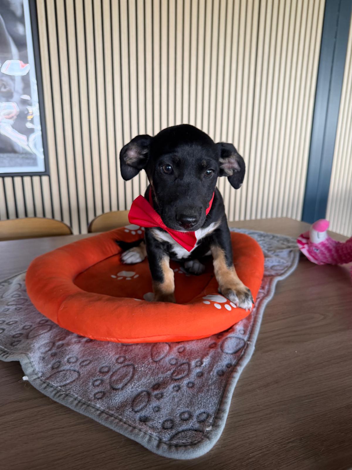 Katinka 🐕