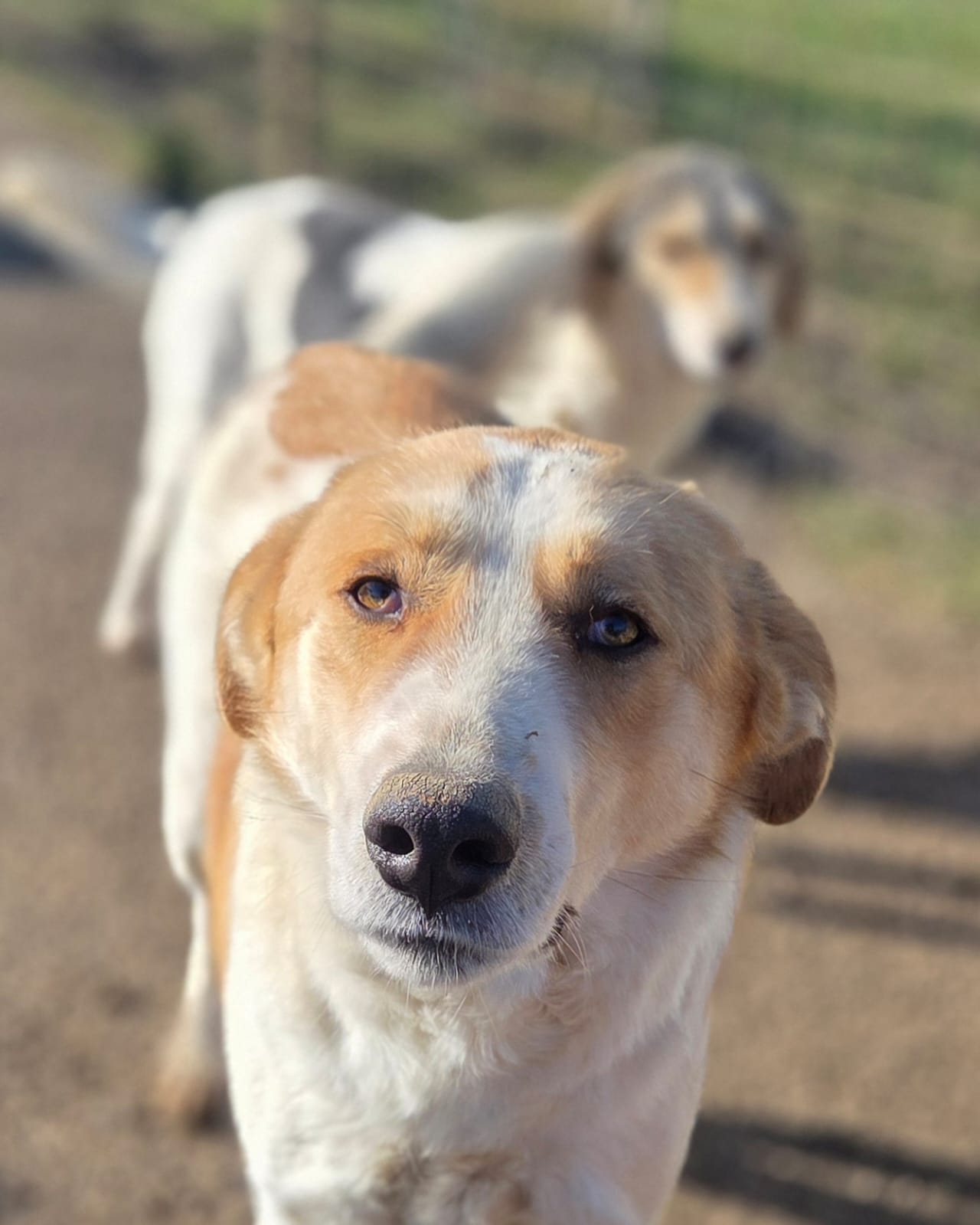 Merlin