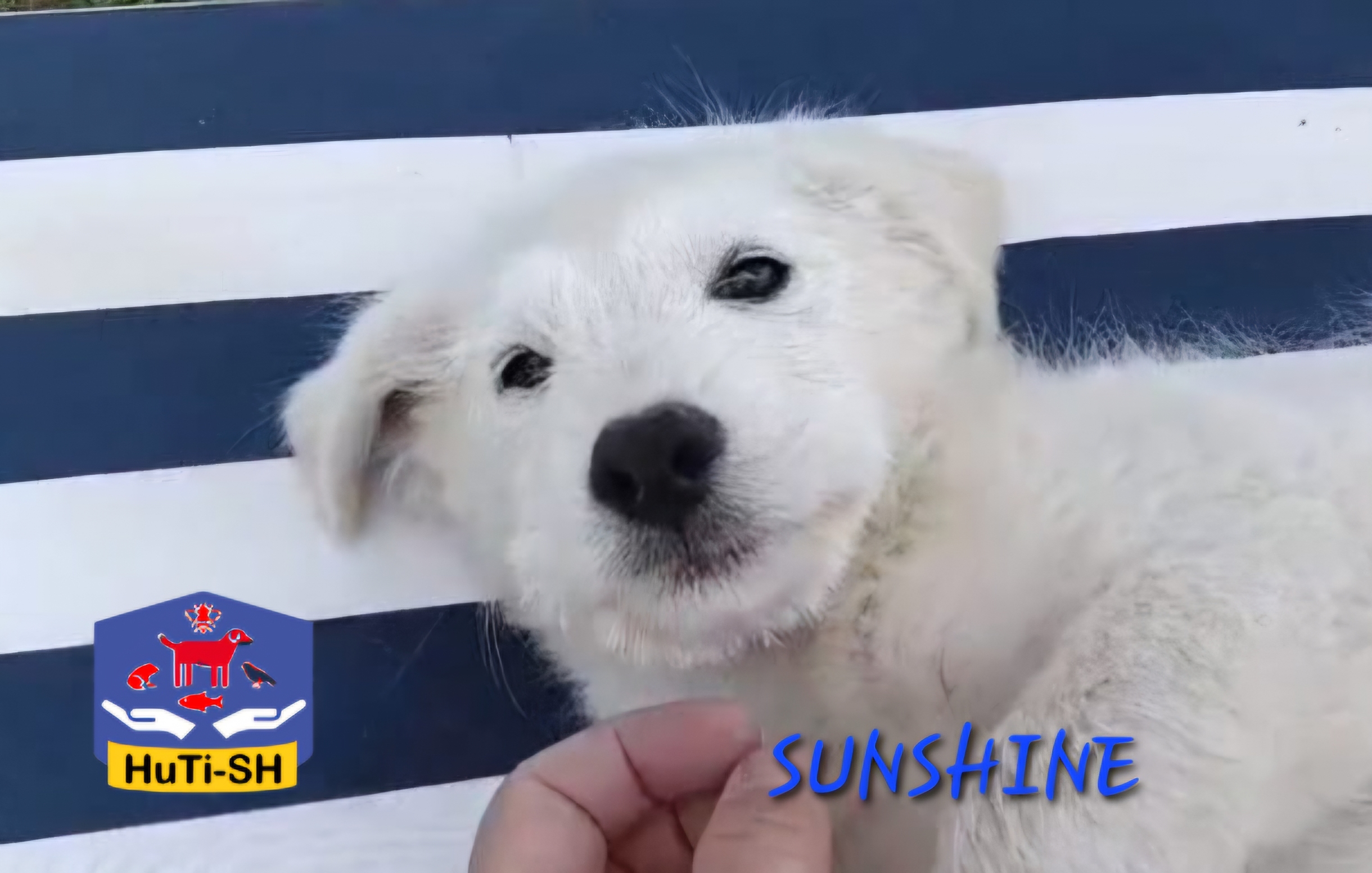 SUNSHINE