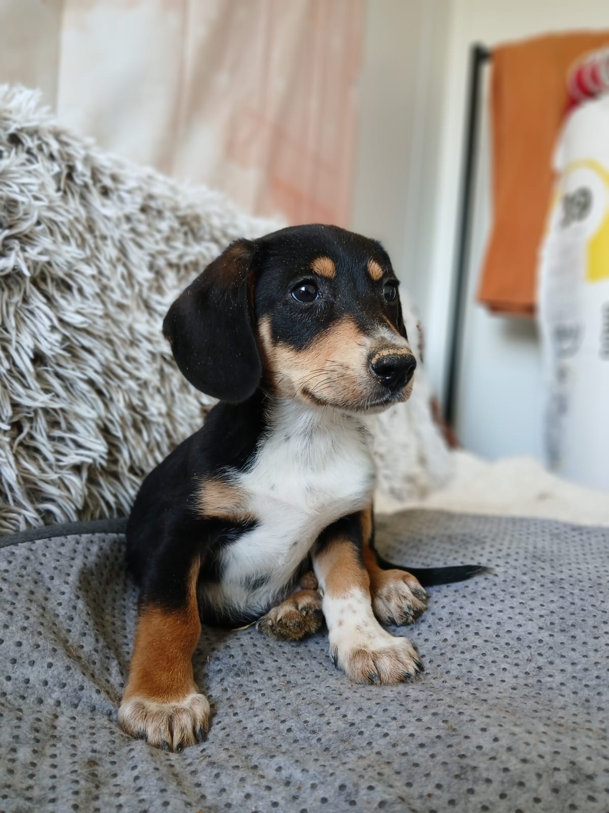 🐾Neugieriger Welpe Ink🐾
