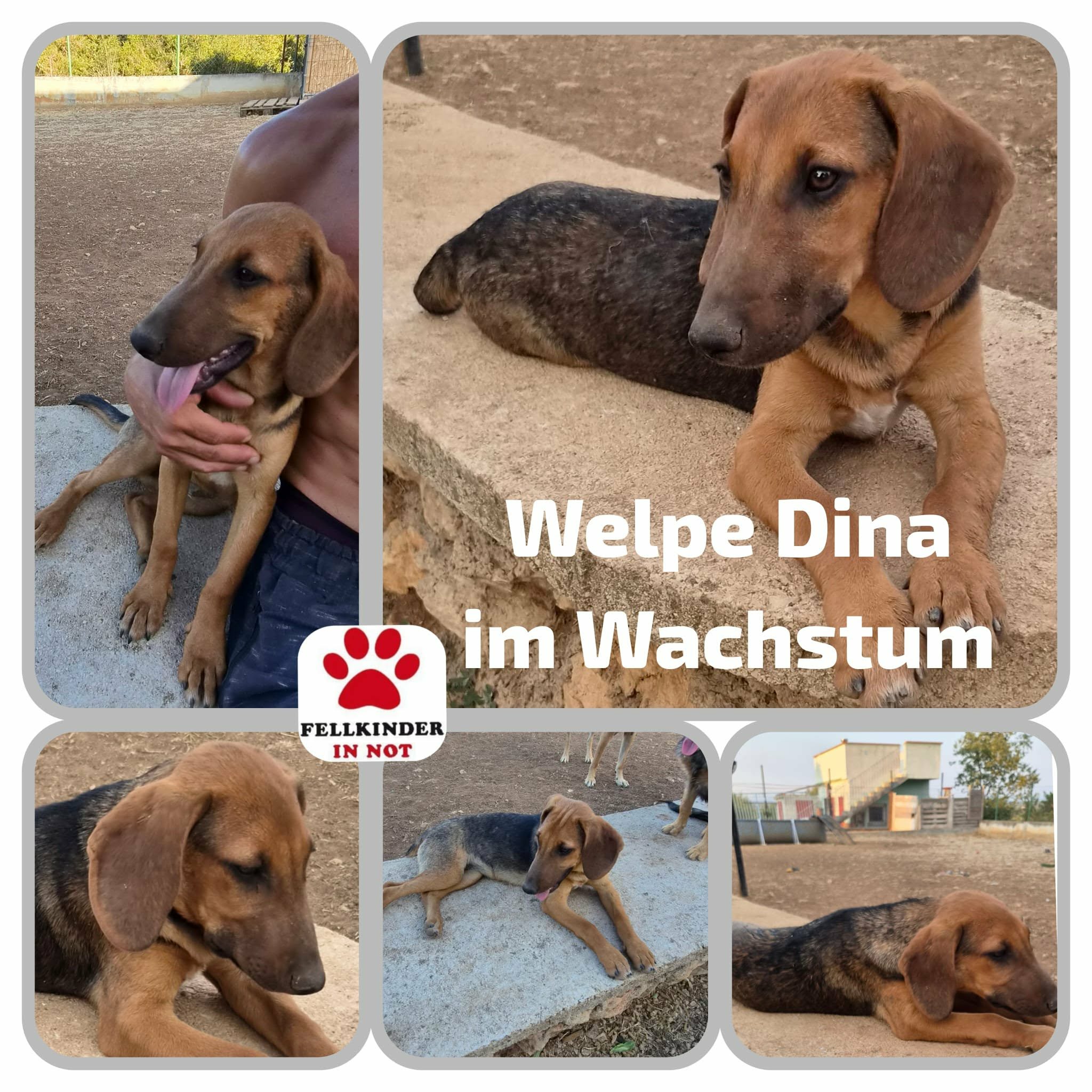 Dina