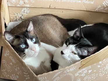 Liebe Brüder Gizmo und Addi