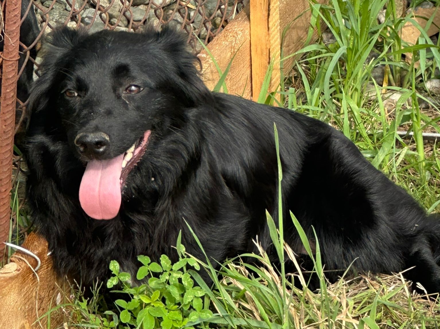 🌙Zartes Hundemädchen Matilda 🌙