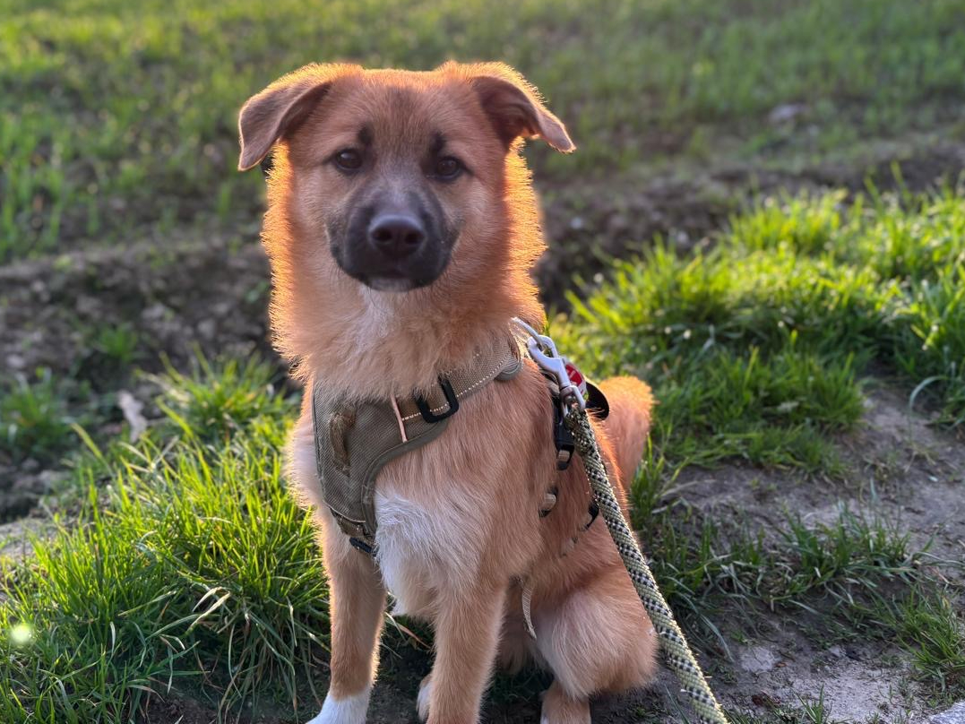 Sammy 🐾🐕