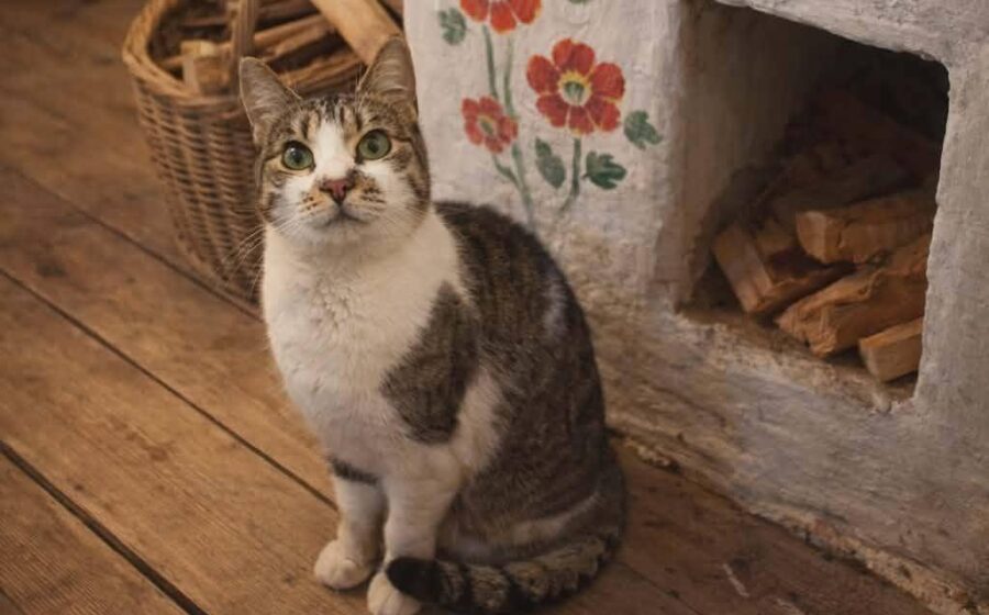 Schnuppi