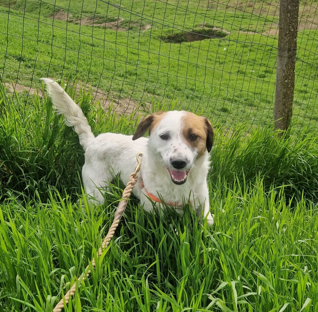Tilly2