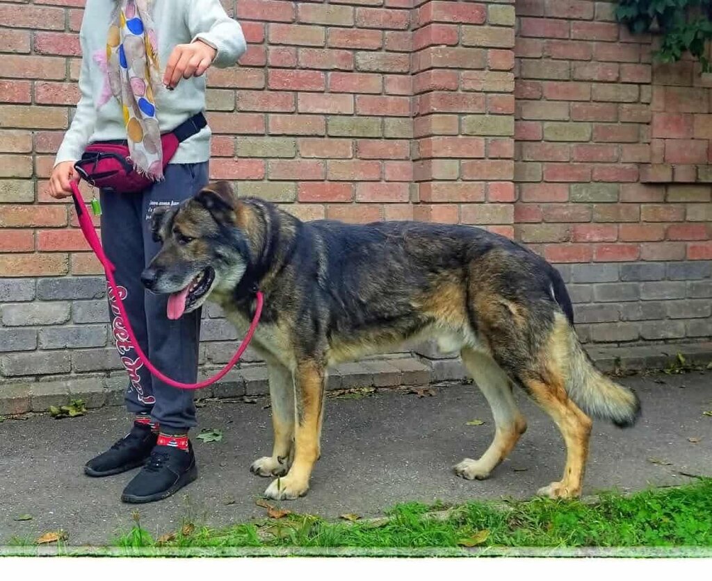 Lobo