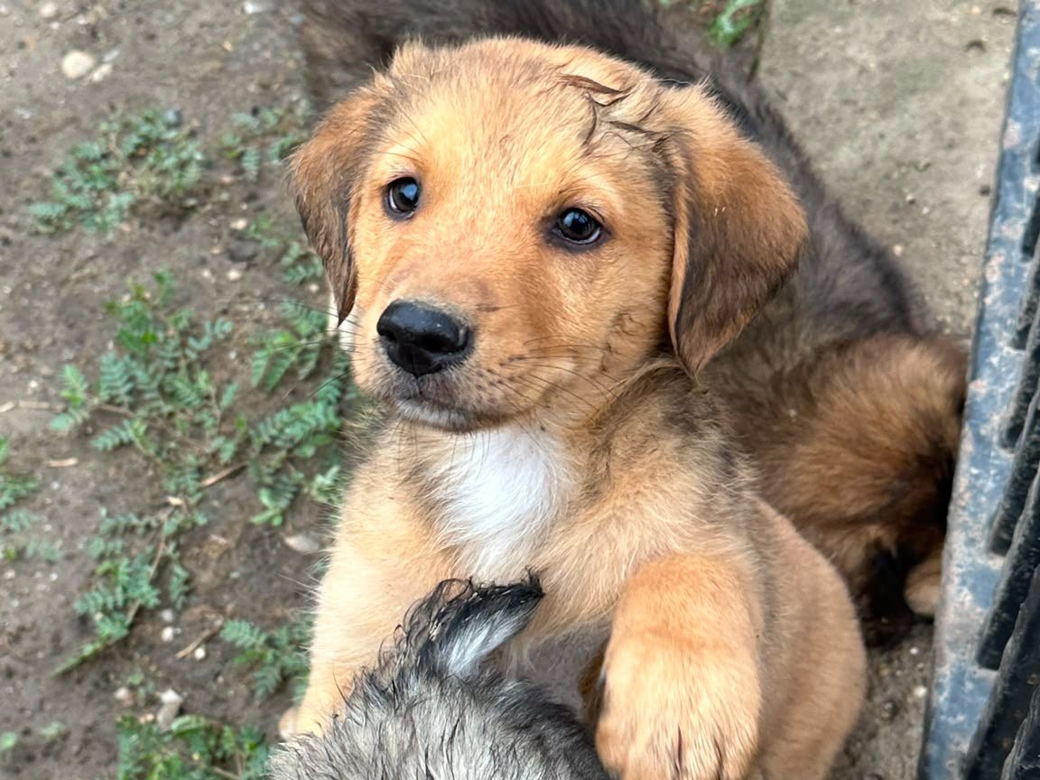 Jack 🐾🐶