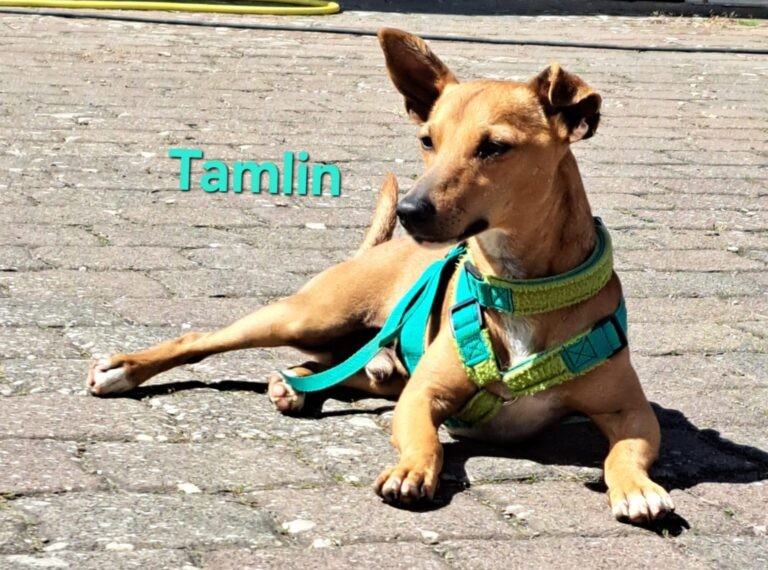 Tamlin - in Deutschland