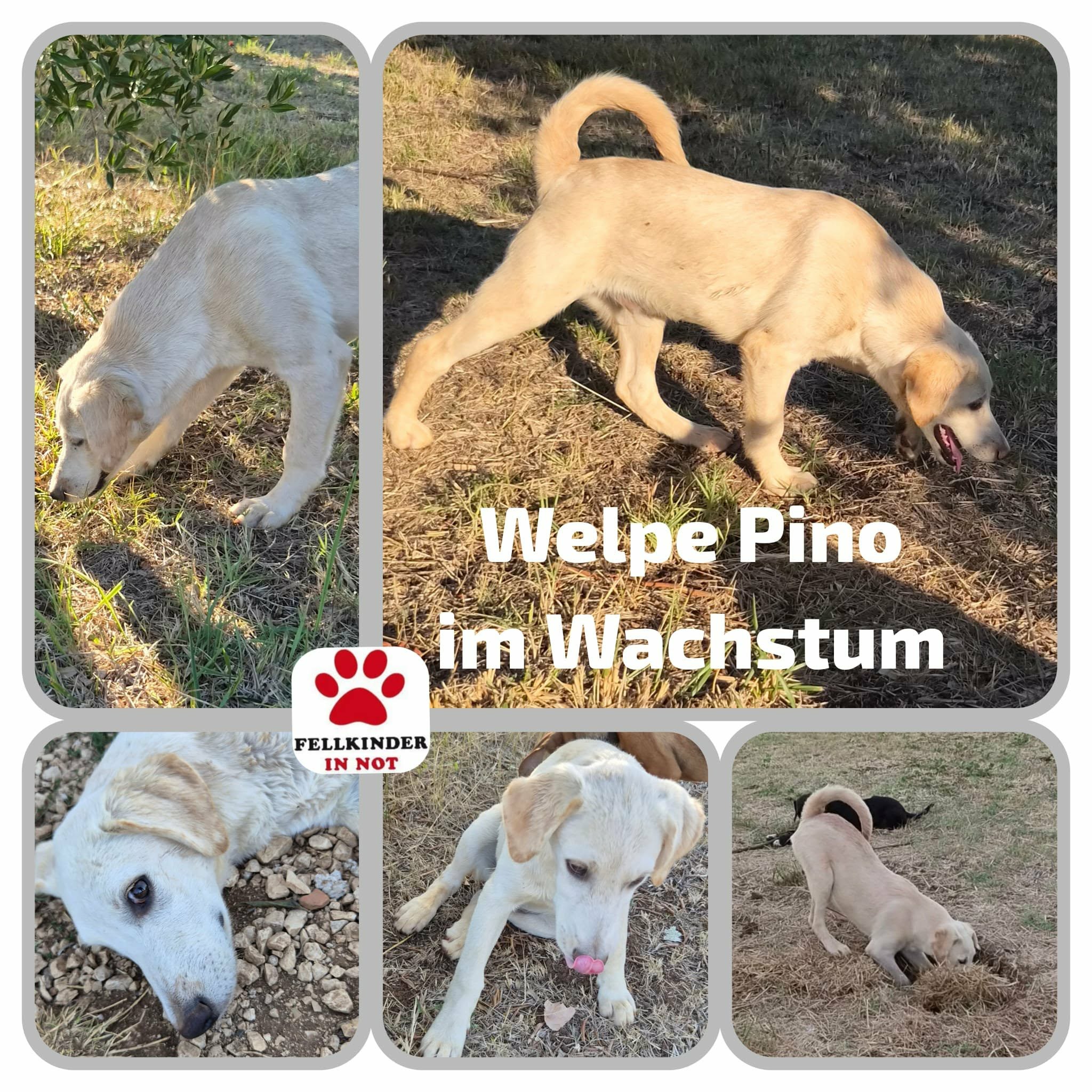 Pino