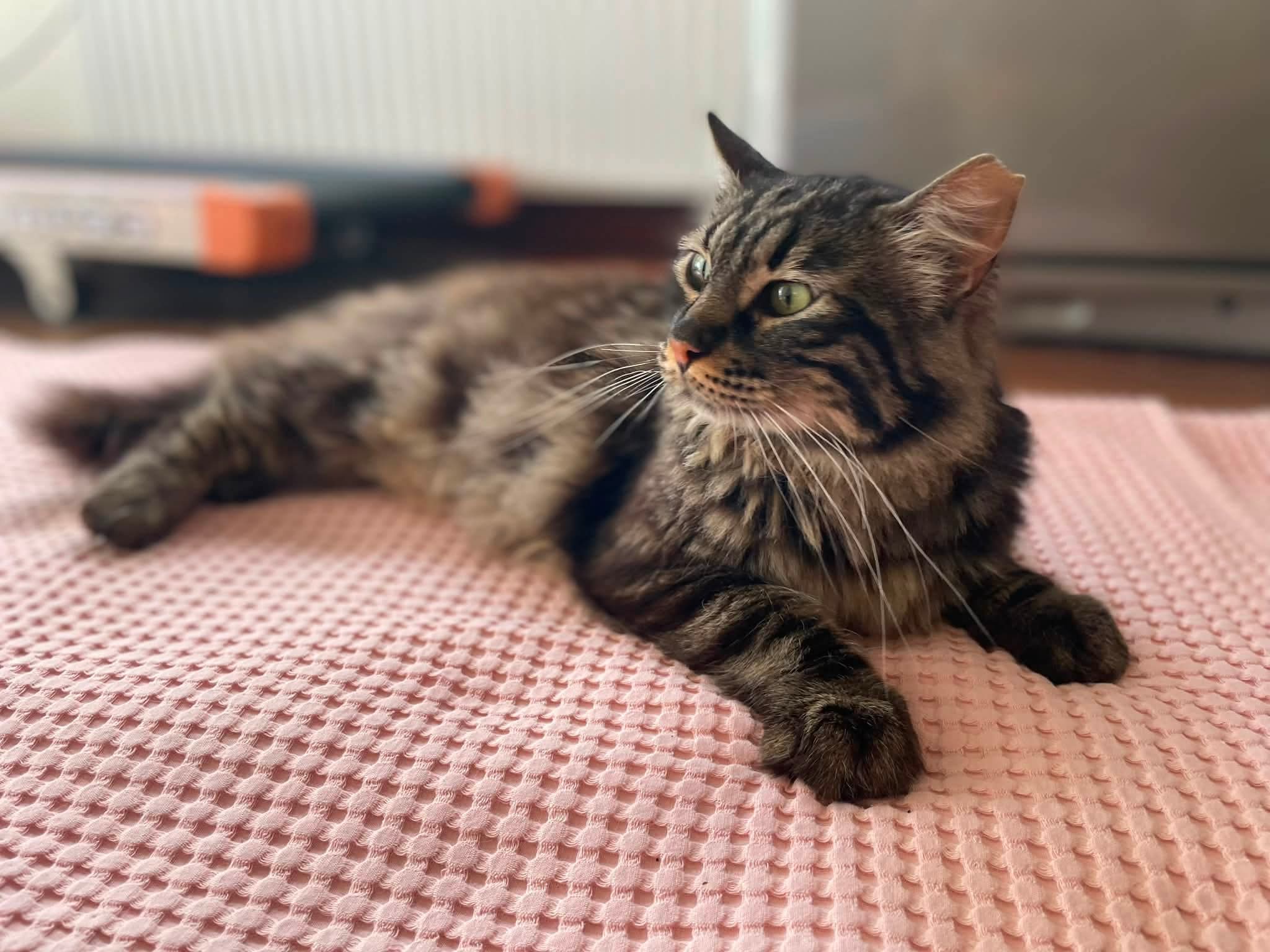 Mimi