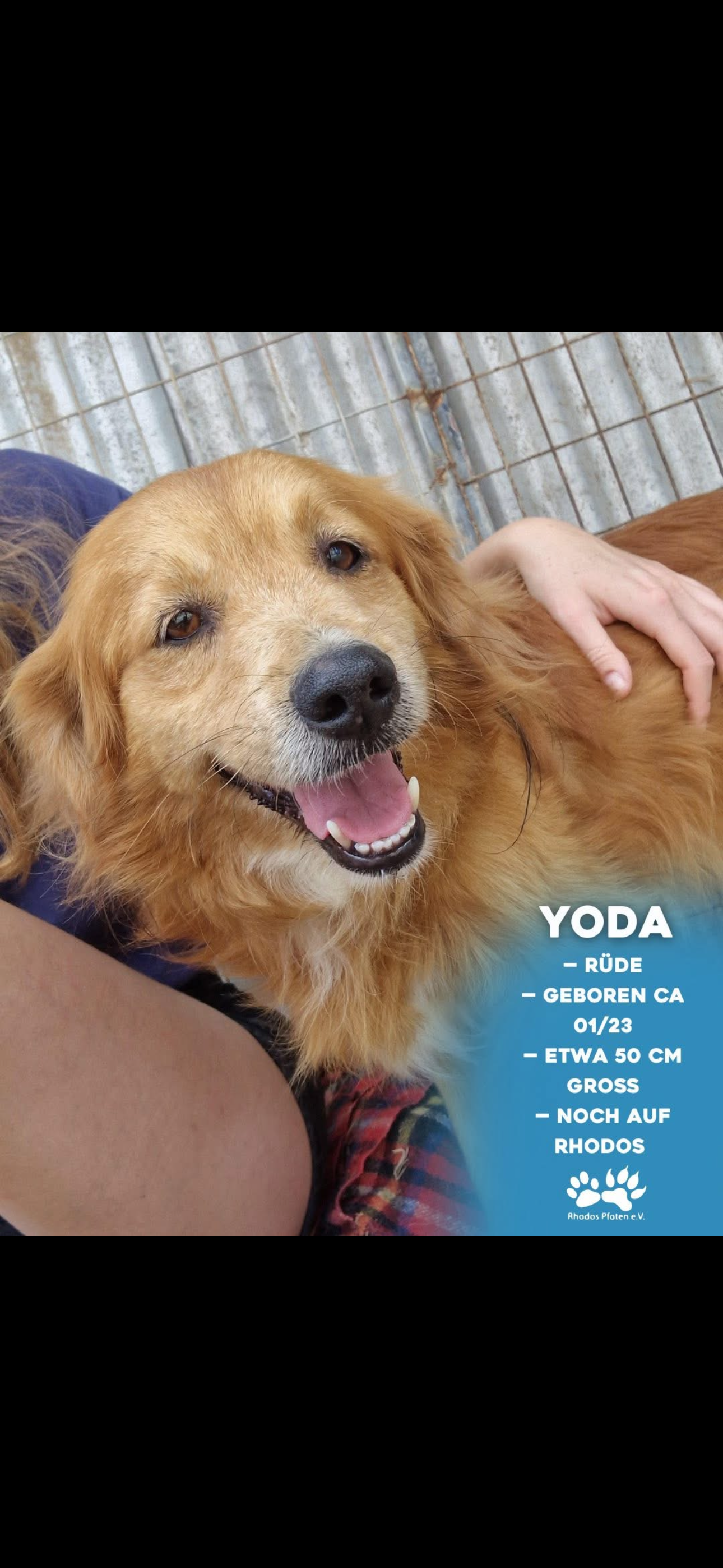 Yoda