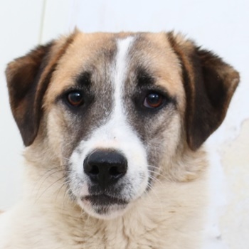 Taro