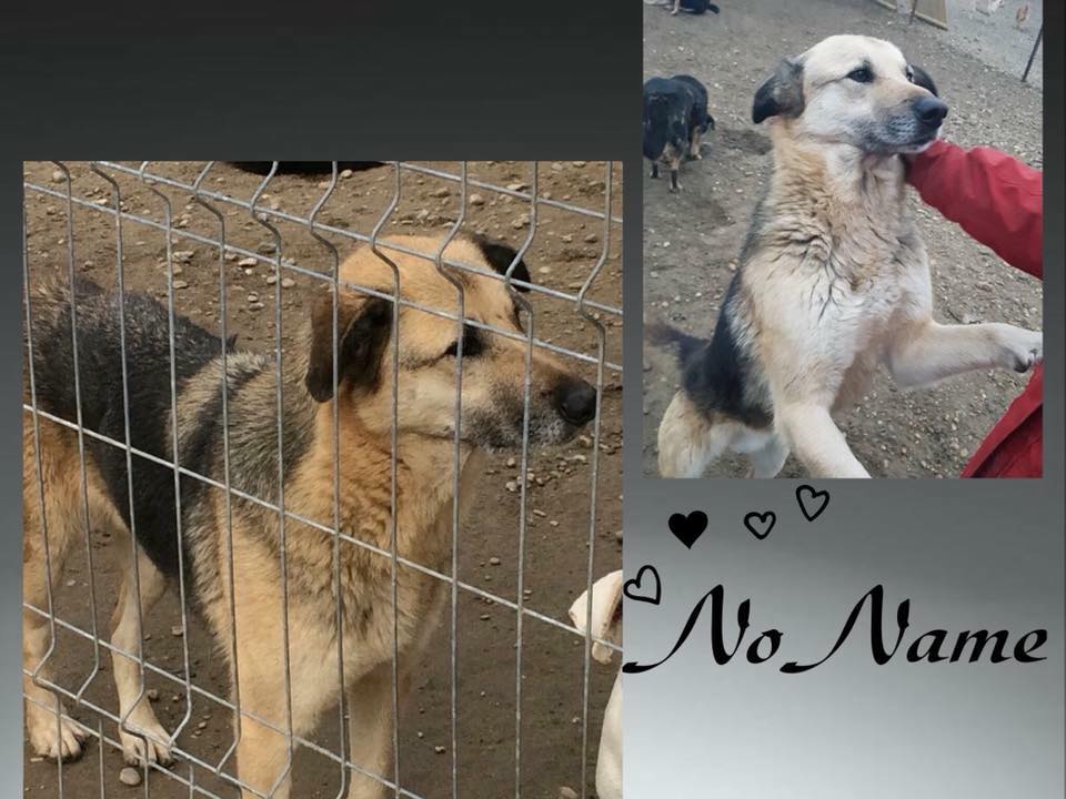 Senior NoName - Wunder gesucht