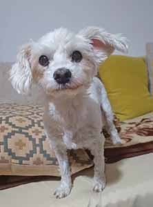 Coco