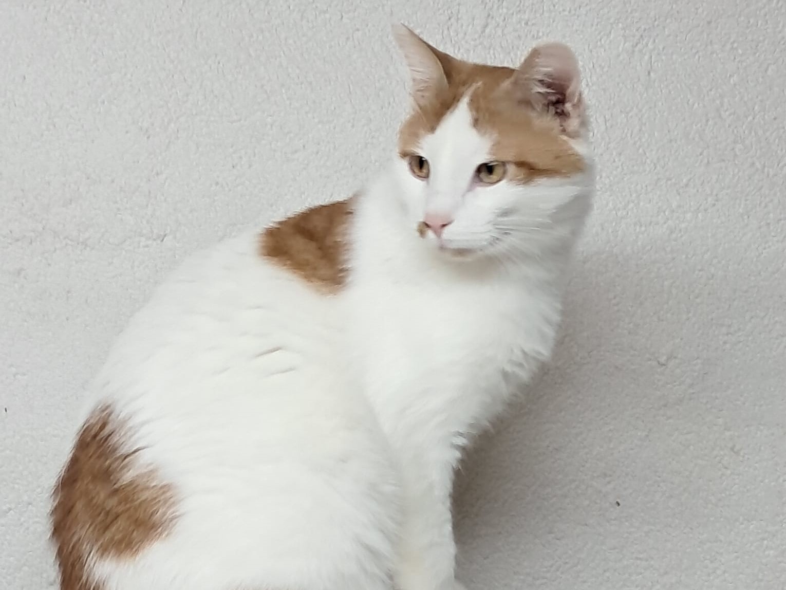 💕 Kater Raffy sucht Dich 💕