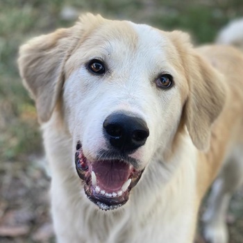 Buddy