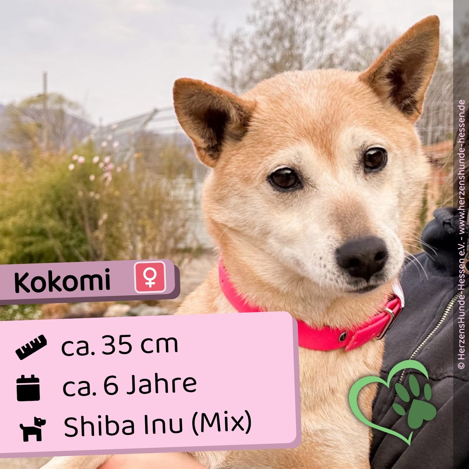 Kokomi