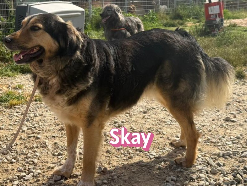 Skay