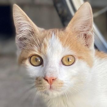Miro