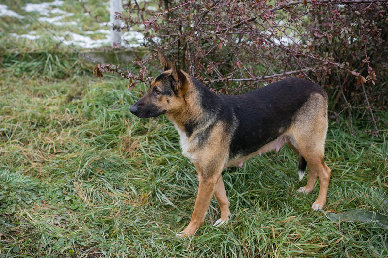 Nova