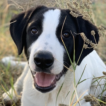 Rico