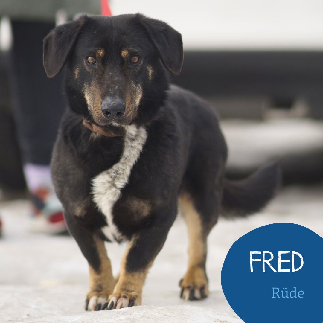 Fred