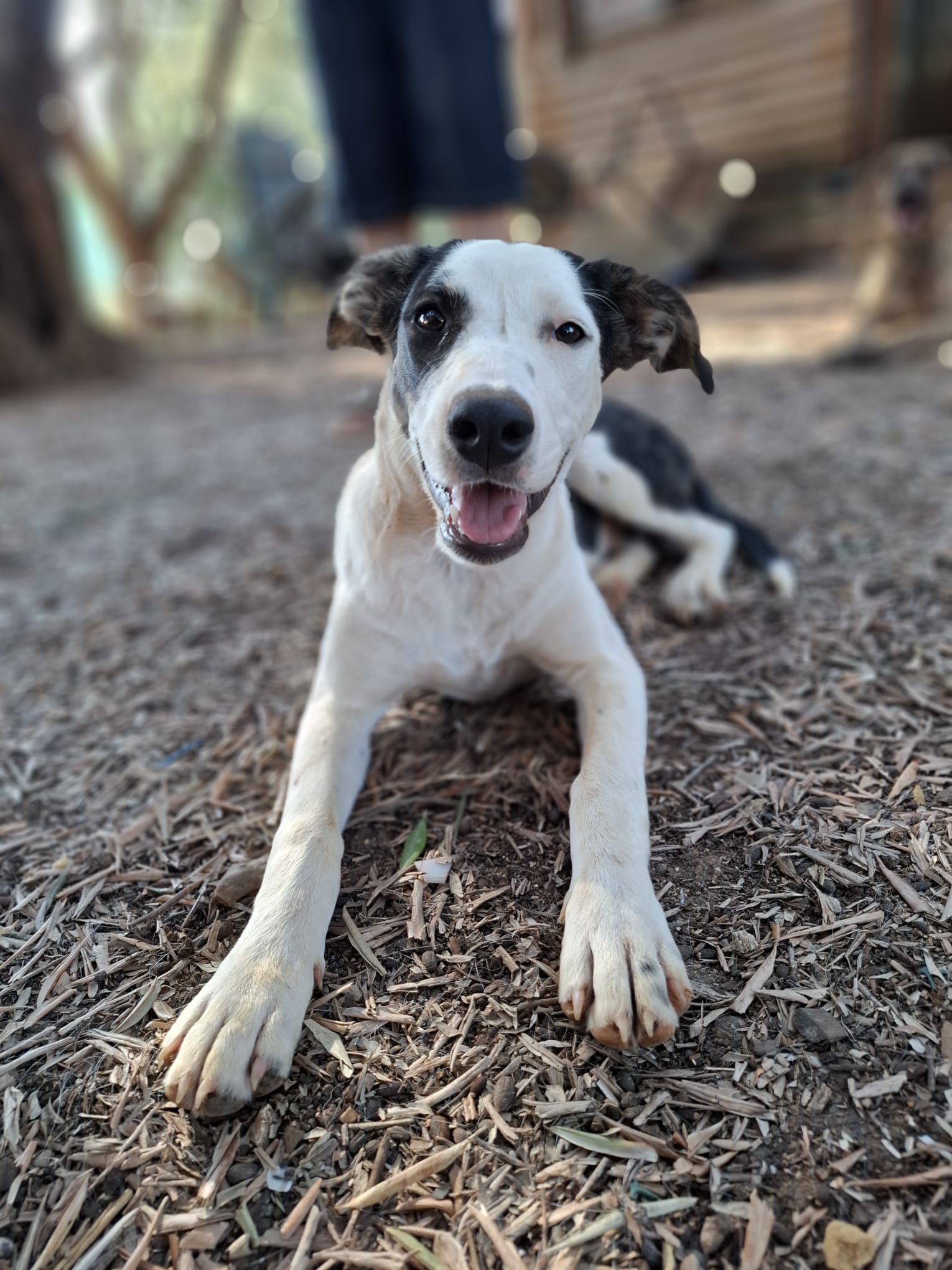 Juno