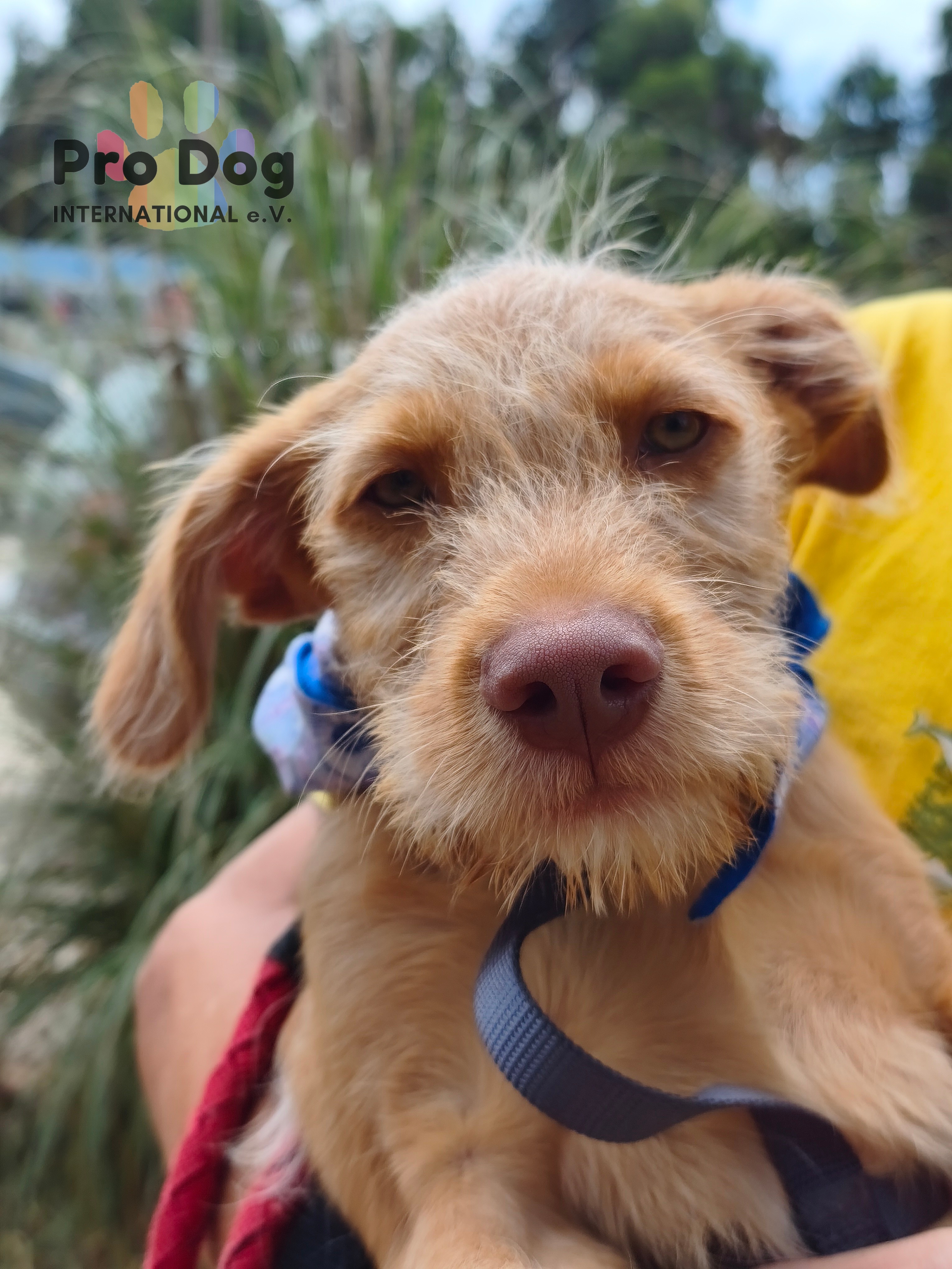 Hundekind Cooper