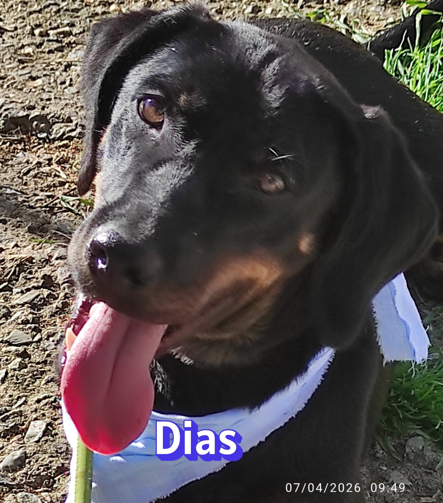Dias