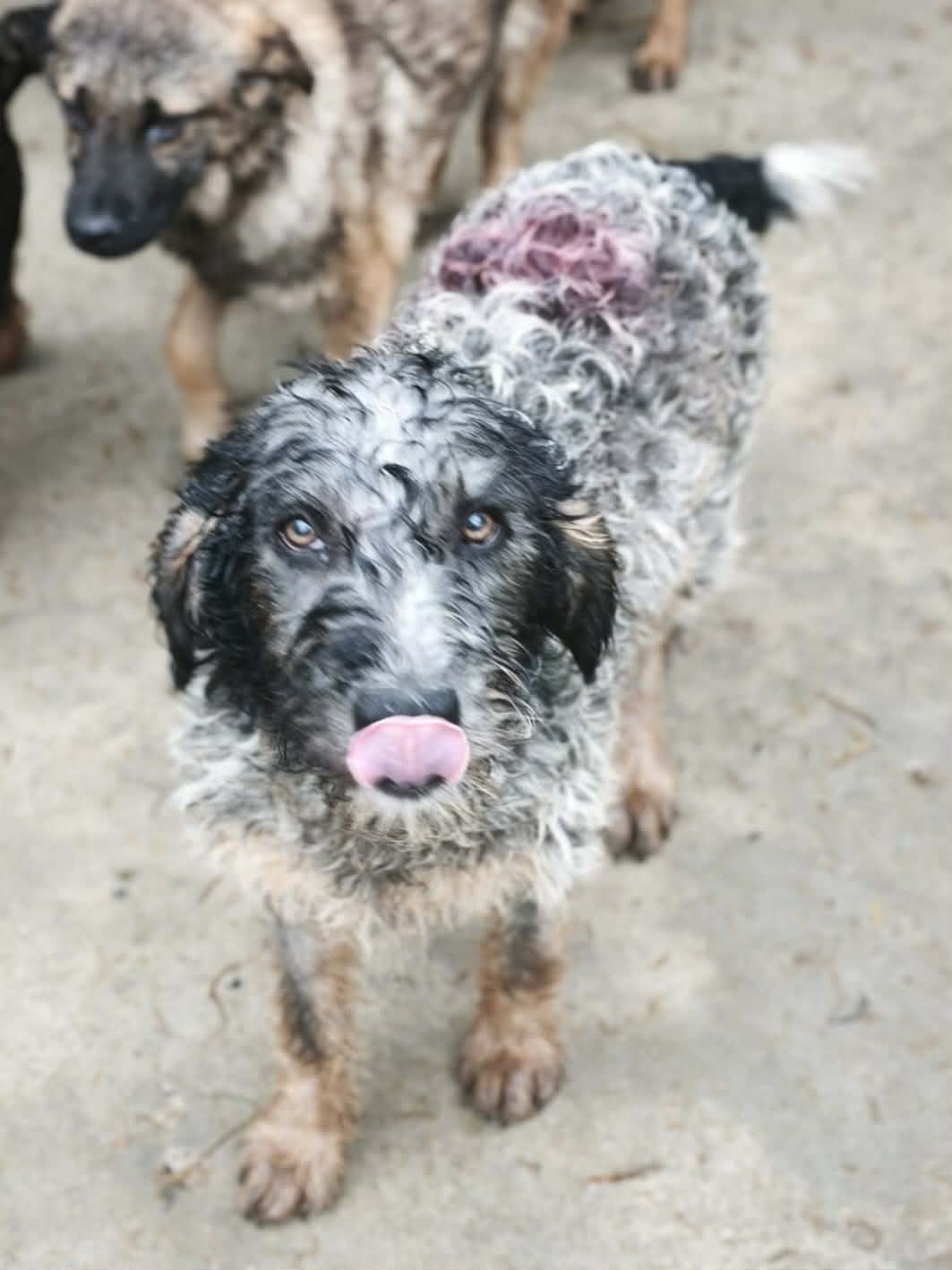 Finn🐾aktiver Jungrüde