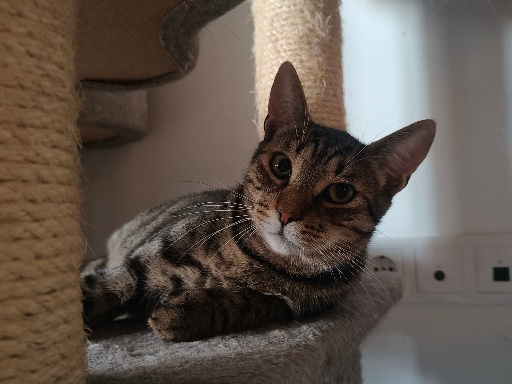 Katerlie