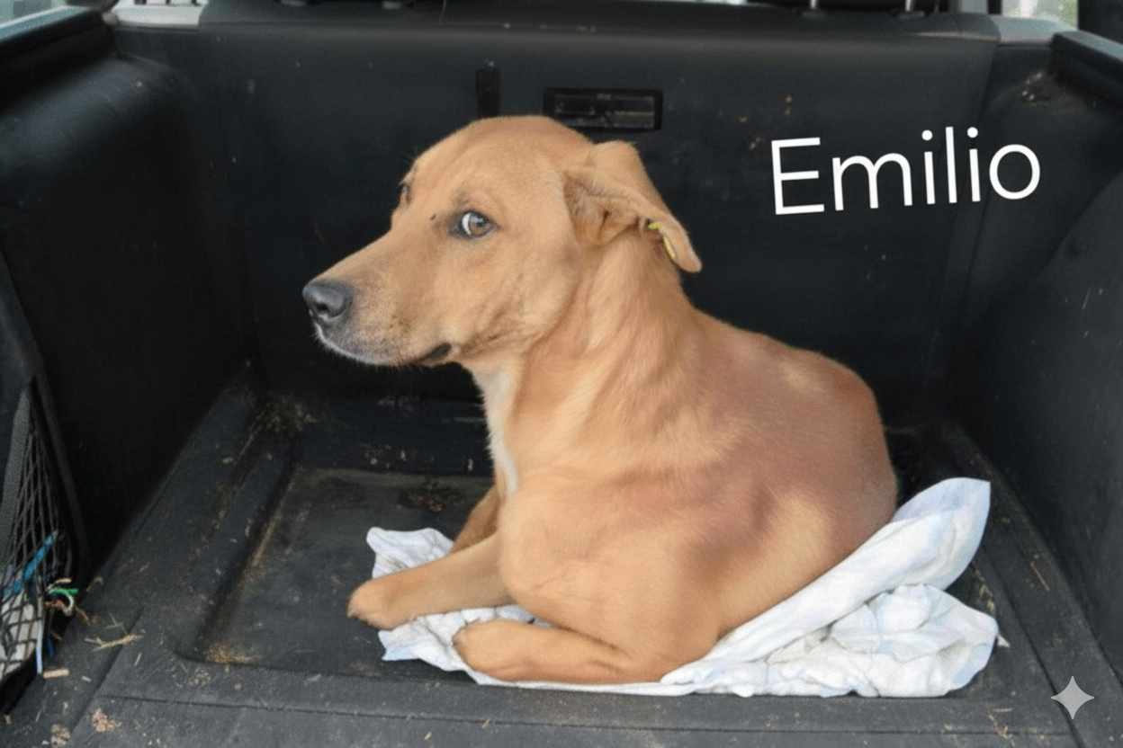 Emilio