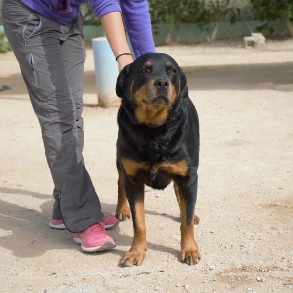 🍀DUNA🍀- liebt ihre Menschen