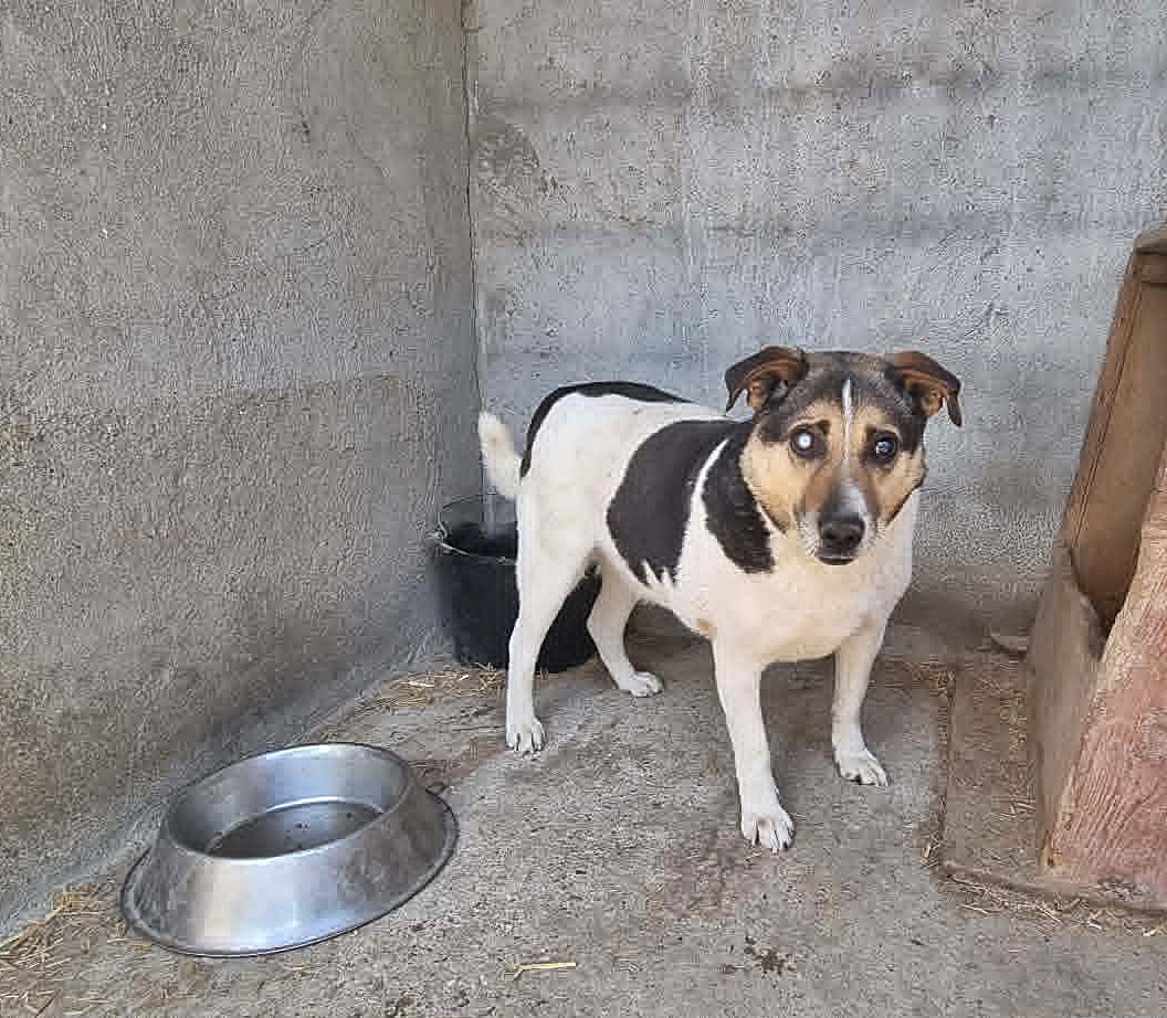 Leo 3. sucht einen Gnadenplatz