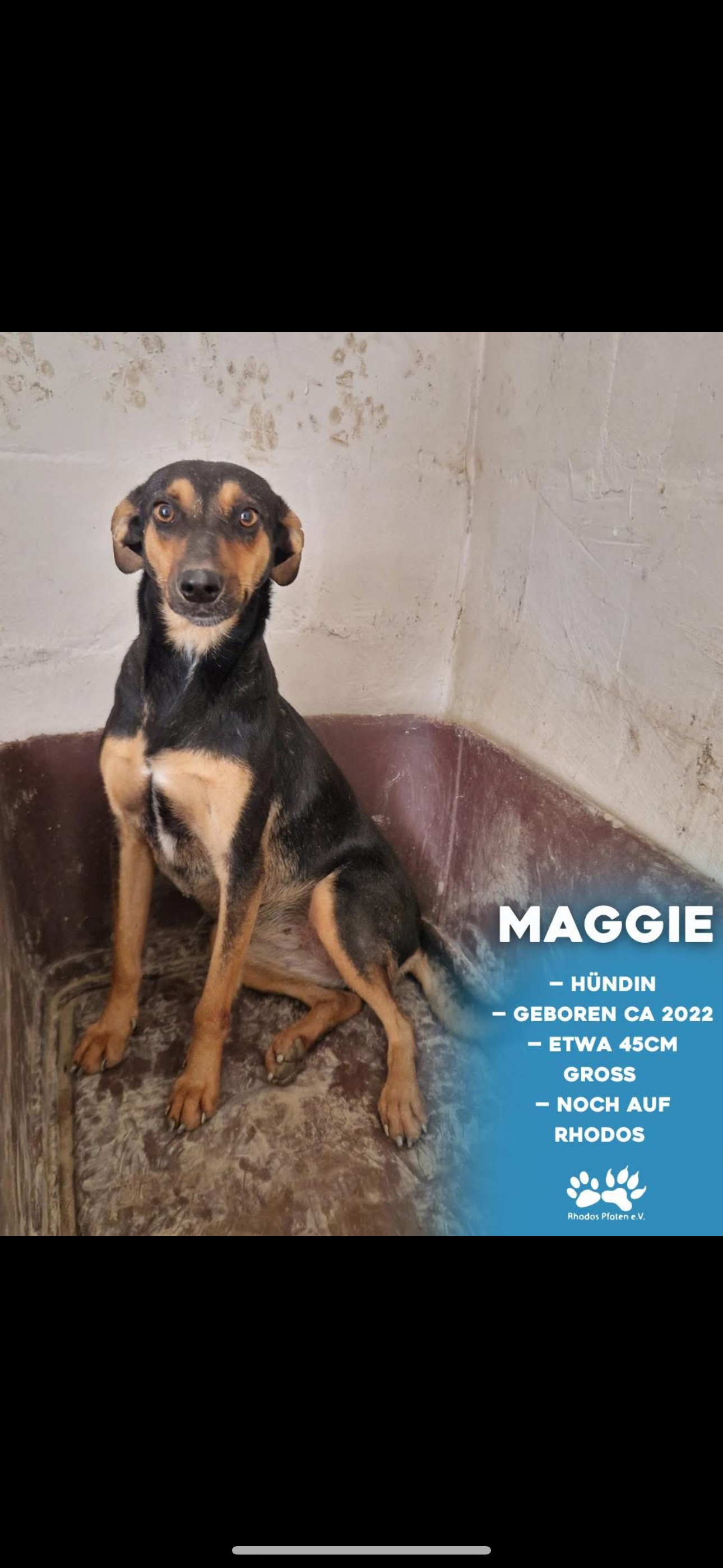 Maggie