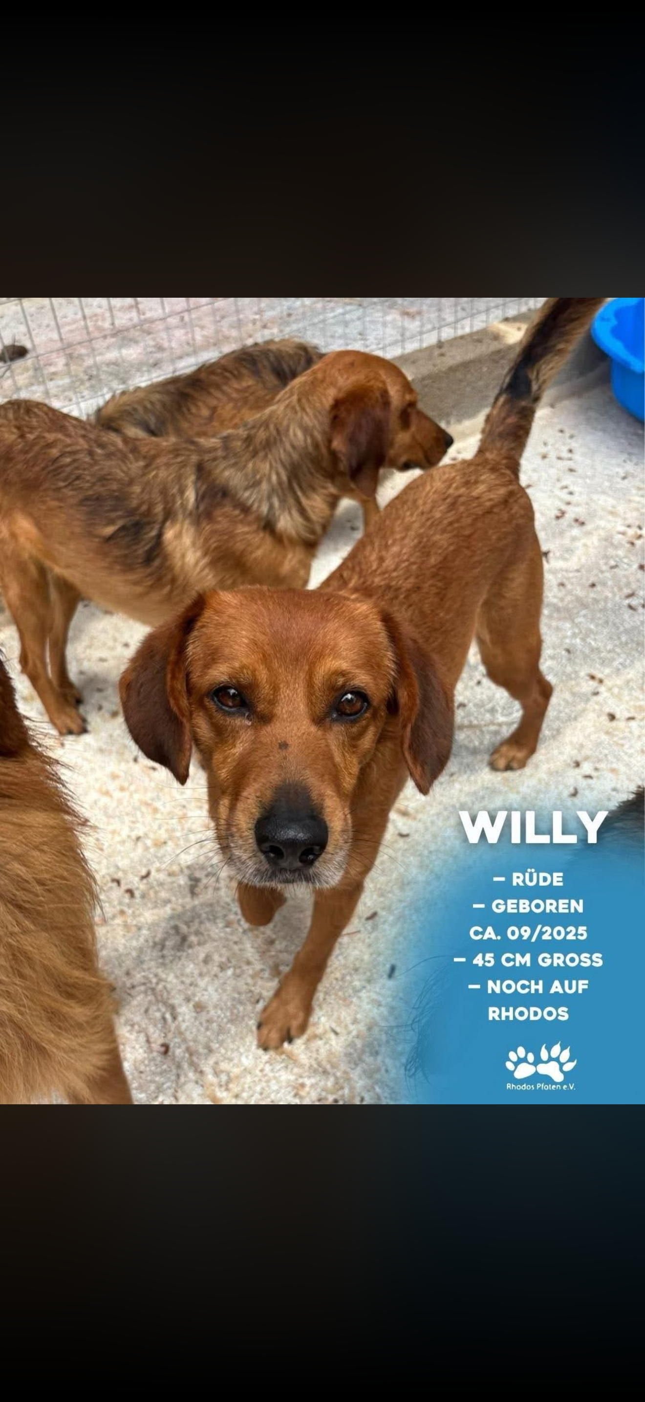 Willy
