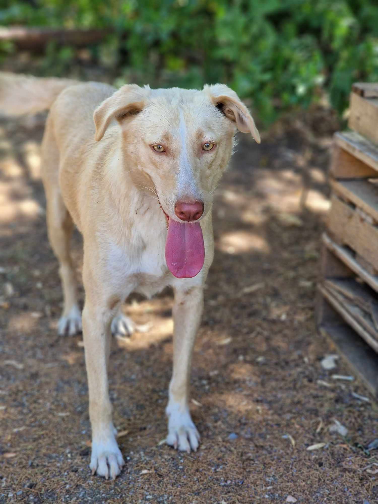 Cream ❤️ - sucht aus 55483