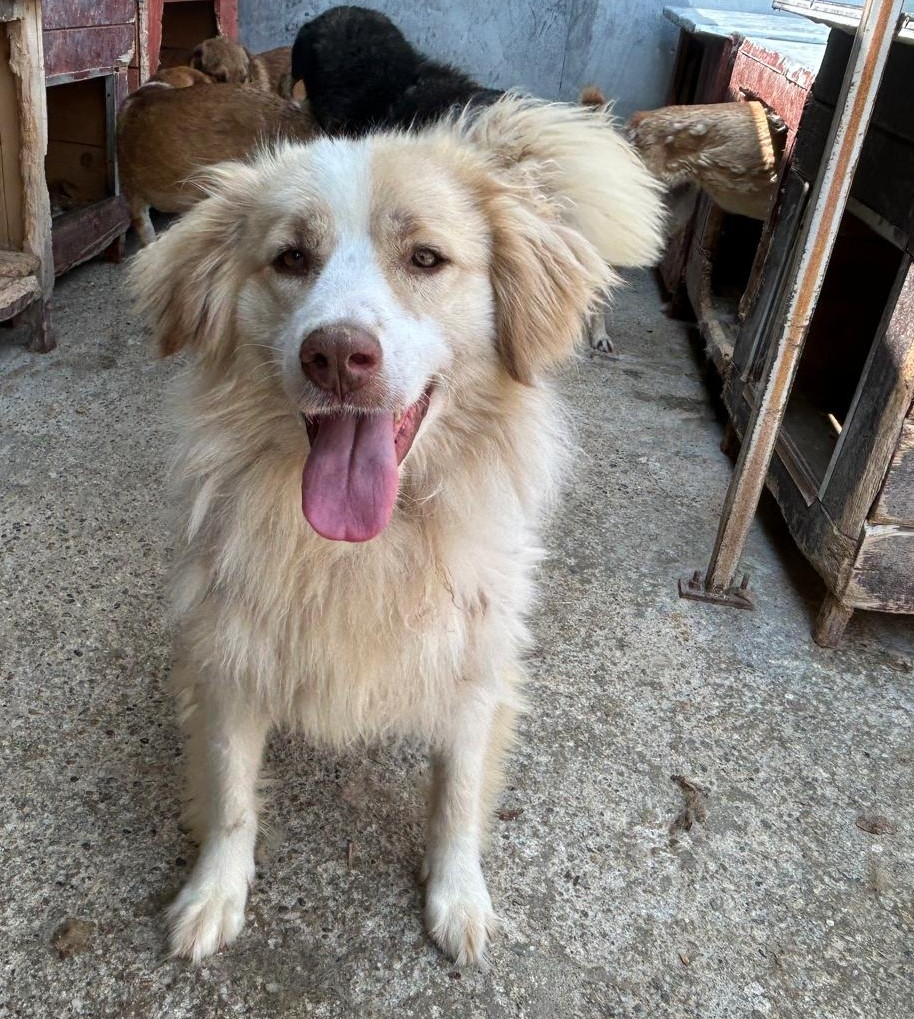 Kira