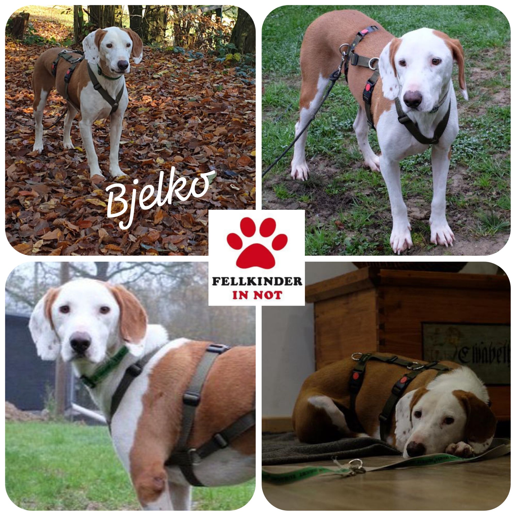 Bjelko / Monty
