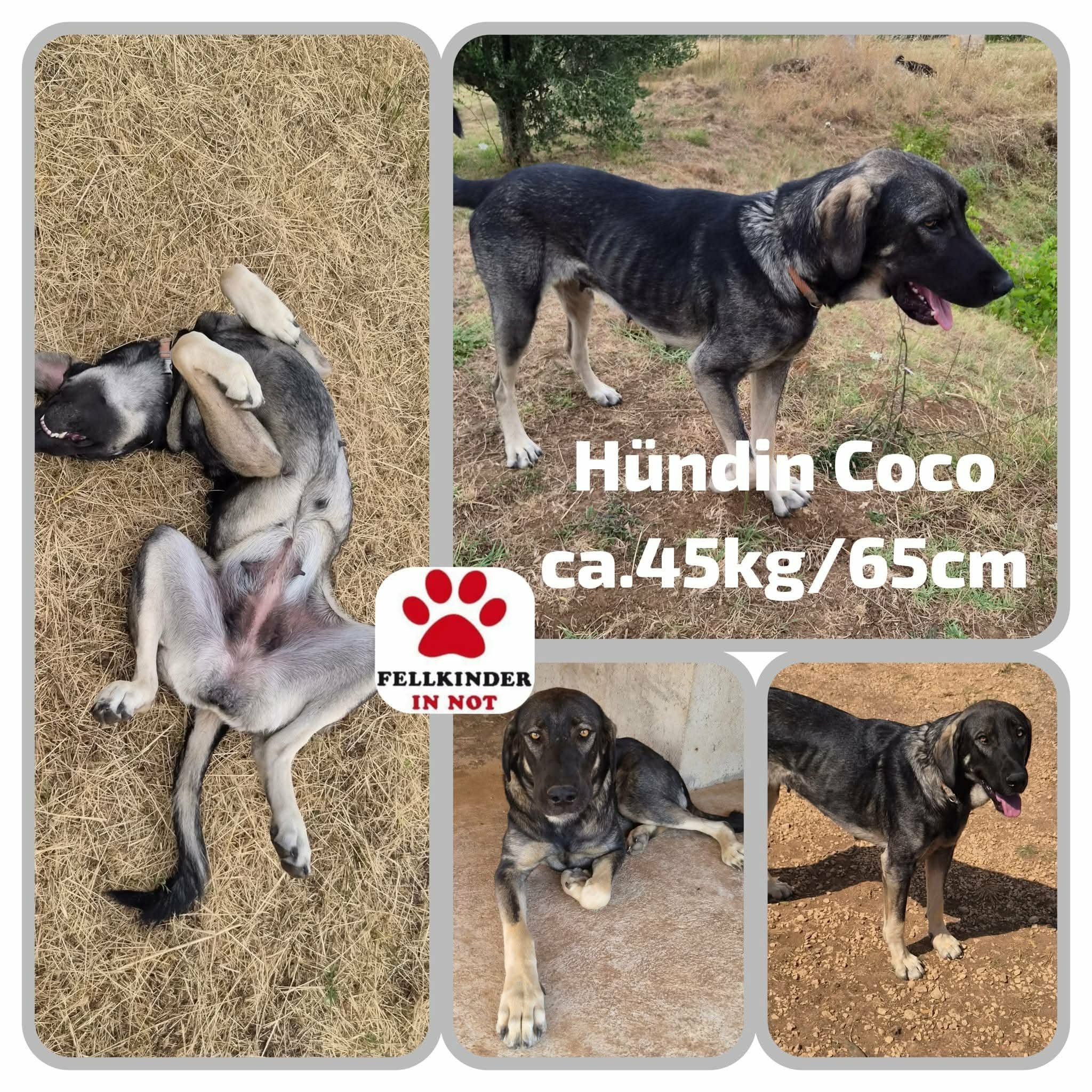 Coco