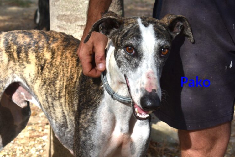 Pako